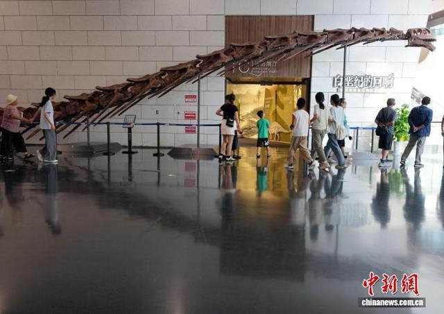 图为第一次走出河南在外展出的巨型汝阳龙颈椎加头骨。中新社记者 安源 摄
